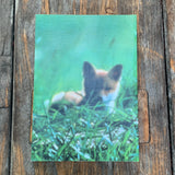 Die Tier- und Pflanzenwelt von Rax und Schneeberg