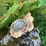 Muschelschale