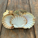 Muschel-Dekoschale