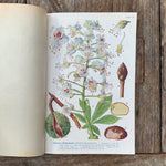 Buch mit 51 Pflanzentafeln