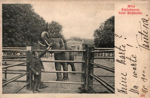 Schönbrunn beim Elefanten